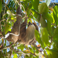 Deze unieke diersoorten kun je allemaal tegenkomen in Suriname