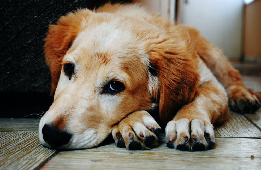 Hond mee op vakantie naar Genk? Wij hebben 4 goede tips voor je