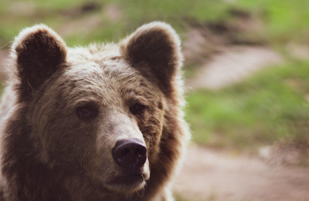 Bekijk zeldzame dieren in Attica Zoological Park, Athene