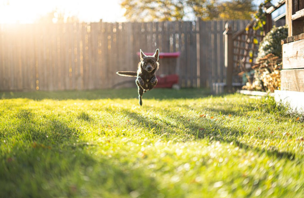Richt jouw tuin hondvriendelijk in met deze 5 stappen