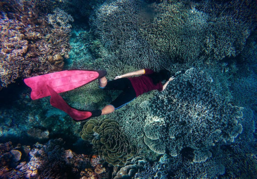 Welke vissen kun je tegenkomen tijdens het snorkelen op Mallorca?