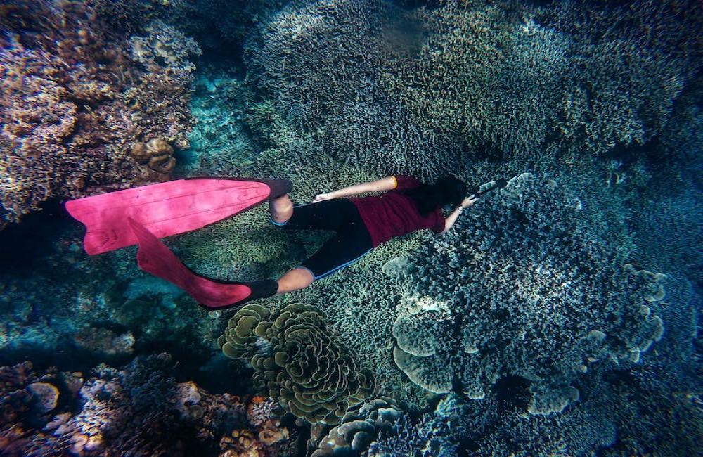 Welke vissen kun je tegenkomen tijdens het snorkelen op Mallorca?