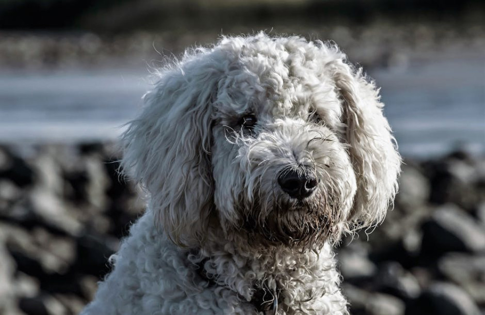 Je hond schoon duurzaam schoonwassen? Kies voor een waterbesparende douchekop!