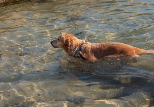 Is je hond vaak vies na het uitlaten? Kies voor een douchekop met harde straal!