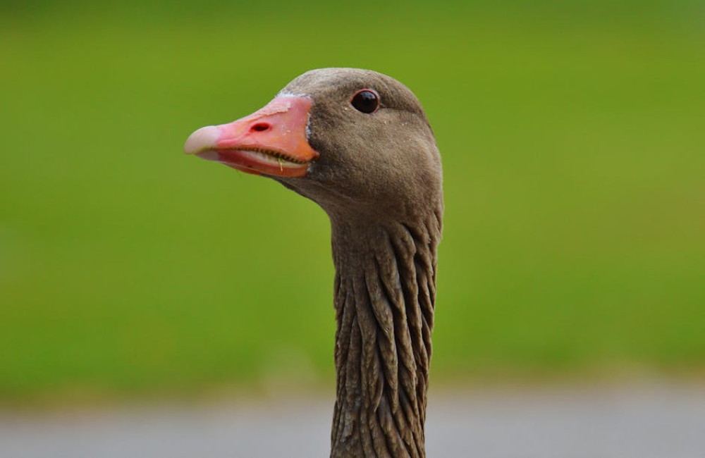 Waarvoor staat de gans symbool? Waakzaamheid, verwijzend naar de garnizoenen in de stad!