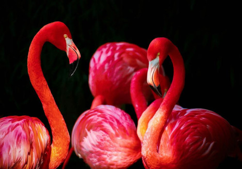 Welke unieke vogels kun je spotten in Playa de Muro?