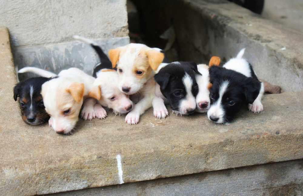 Hoe herken je een goede hondenfokker? Waarom een hond kopen bij een erkende hondenfokker?