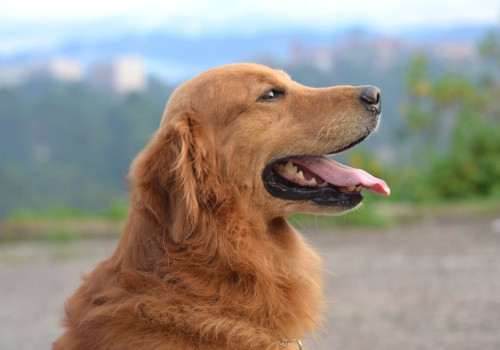 Hoe weet je of je hond ziek is? Alles wat je moet weten!