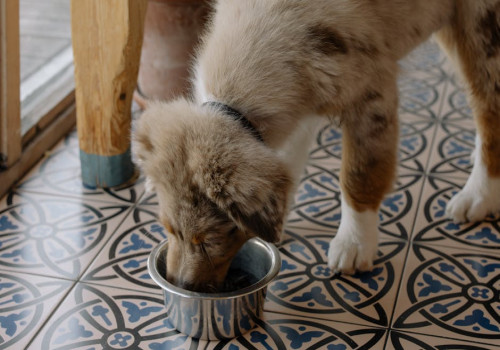 Hoe zet je een nieuw merk dierenvoeding in de markt?