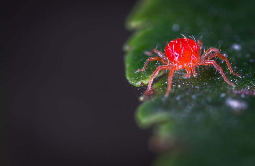 Hoge energierekening door terrarium? Vergelijk energieleveranciers en bespaar kosten!