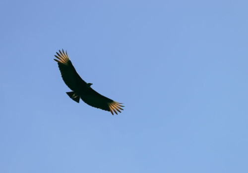 Welke 5 diersoorten kun je in het Andes gebergte spotten?